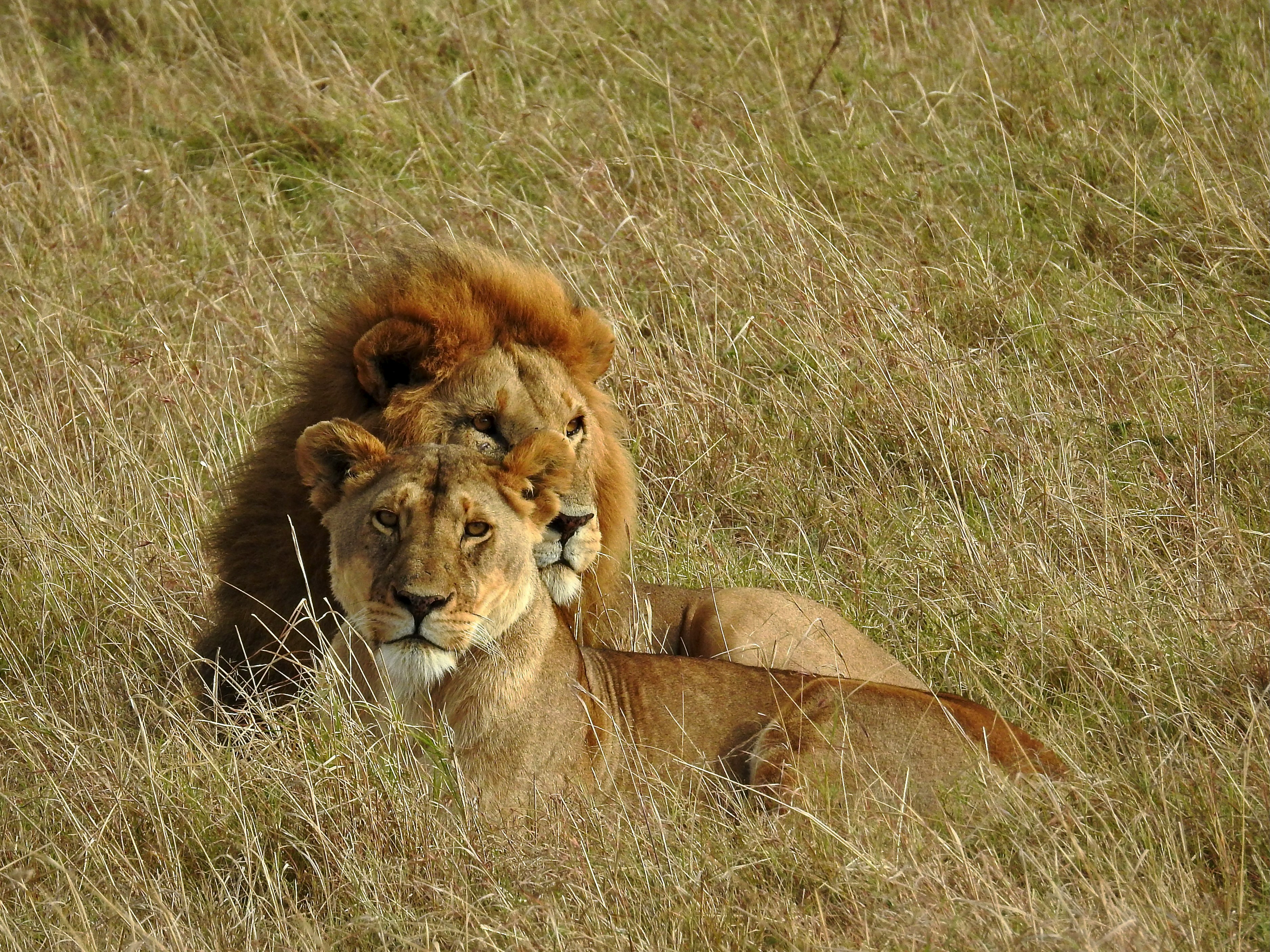 lionness staring staight to the camera